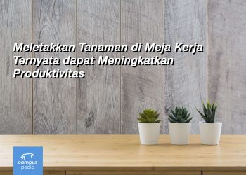 Meletakkan Tanaman di Meja KerJa Ternyata dapat Meningkatkan Produktivitas