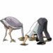 ostrich effect